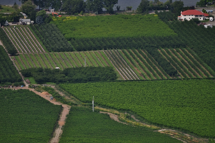 vineyards